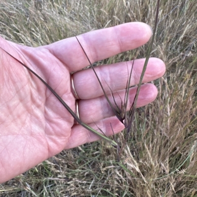 Themeda triandra (Kangaroo Grass) at Cook, ACT - 3 Nov 2023 by lbradley