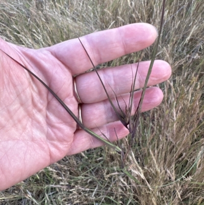 Themeda triandra (Kangaroo Grass) at Belconnen, ACT - 3 Nov 2023 by lbradley