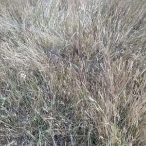 Themeda triandra at Cook, ACT - 3 Nov 2023 06:59 PM