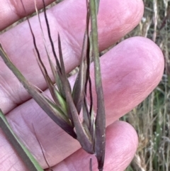 Themeda triandra at Cook, ACT - 3 Nov 2023 06:59 PM