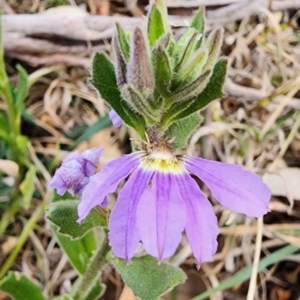 Scaevola aemula at Tuross Head, NSW - 4 Nov 2023