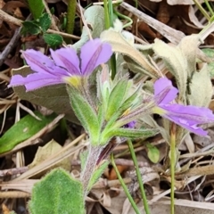 Scaevola aemula at Tuross Head, NSW - 4 Nov 2023