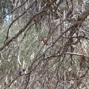 Ceyx azureus at Gannawarra, VIC - 28 Oct 2023