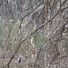 Ceyx azureus at Gannawarra, VIC - 28 Oct 2023