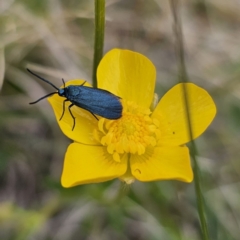 Turneriprocris dolens (A Zygaenid moth) at Captains Flat, NSW - 3 Nov 2023 by Csteele4