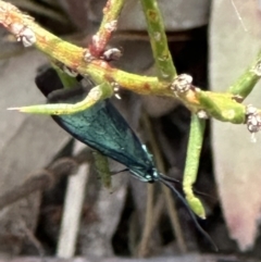 Pollanisus (genus) (A Forester Moth) at Aranda, ACT - 3 Nov 2023 by lbradley