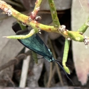 Pollanisus (genus) at Aranda, ACT - 3 Nov 2023