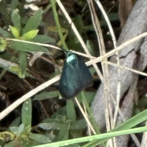 Pollanisus (genus) at Aranda, ACT - 3 Nov 2023