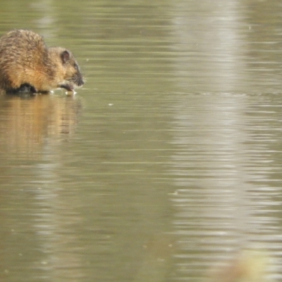 Hydromys chrysogaster (Rakali or Water Rat) at Koondrook, VIC - 24 Oct 2023 by SimoneC