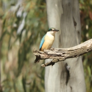 Todiramphus sanctus at Koondrook, VIC - 24 Oct 2023