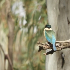 Todiramphus sanctus at Koondrook, VIC - 24 Oct 2023