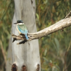 Todiramphus sanctus at Koondrook, VIC - 24 Oct 2023