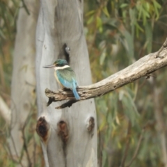 Todiramphus sanctus at Koondrook, VIC - 24 Oct 2023