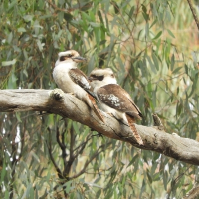 Dacelo novaeguineae (Laughing Kookaburra) at Koondrook, VIC - 24 Oct 2023 by SimoneC