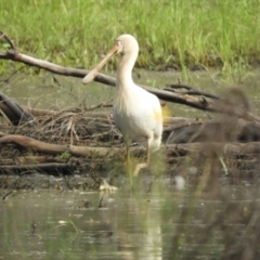 Platalea flavipes at Koondrook, VIC - 24 Oct 2023