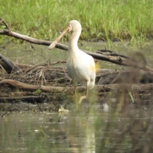 Platalea flavipes at Koondrook, VIC - 24 Oct 2023 04:46 PM