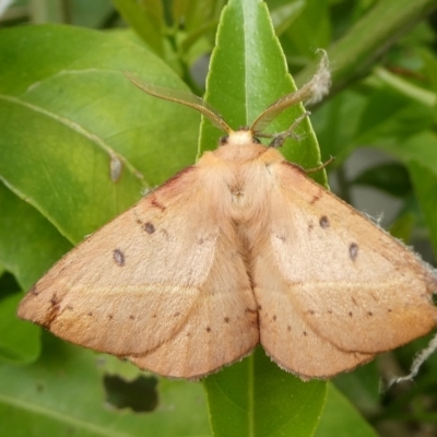 Anthela acuta (Common Anthelid) at Charleys Forest, NSW - 2 Nov 2023 by arjay