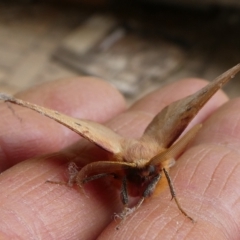 Anthela acuta at Charleys Forest, NSW - suppressed