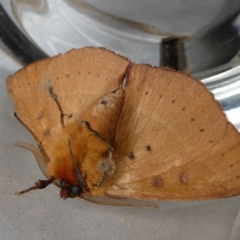 Anthela acuta at Charleys Forest, NSW - suppressed