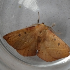 Anthela acuta at Charleys Forest, NSW - 3 Nov 2023