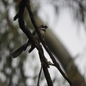 Rhipidura albiscapa (Grey Fantail) at Koondrook, VIC by SimoneC