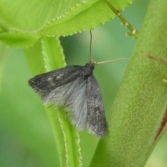 Unidentified Concealer moth (Oecophoridae) at Charleys Forest, NSW - 1 Nov 2023 by arjay