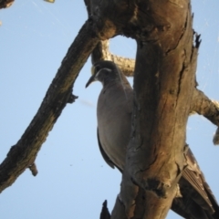 Phaps chalcoptera (Common Bronzewing) at Koondrook, VIC - 23 Oct 2023 by SimoneC