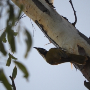 Entomyzon cyanotis at Koondrook, VIC - 23 Oct 2023 05:05 PM