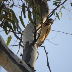 Entomyzon cyanotis at Koondrook, VIC - 23 Oct 2023