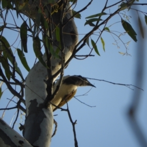 Entomyzon cyanotis at Koondrook, VIC - 23 Oct 2023