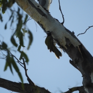 Entomyzon cyanotis at Koondrook, VIC - 23 Oct 2023