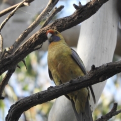 Platycercus elegans flaveolus (Yellow Rosella) at Koondrook, VIC - 23 Oct 2023 by SimoneC