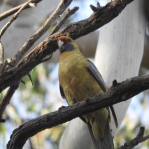 Platycercus elegans flaveolus at Koondrook, VIC - 23 Oct 2023 05:12 PM