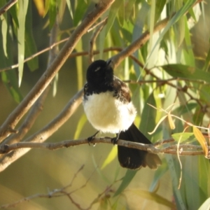 Rhipidura leucophrys at Koondrook, VIC - 23 Oct 2023