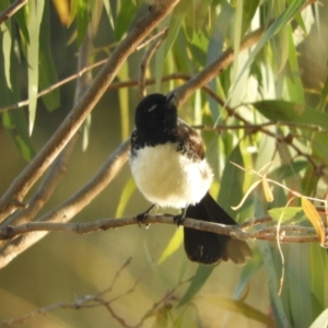 Rhipidura leucophrys (Willie Wagtail) at Koondrook, VIC by SimoneC