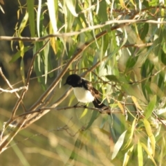 Rhipidura leucophrys at Koondrook, VIC - 23 Oct 2023 05:14 PM