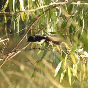 Rhipidura leucophrys at Koondrook, VIC - 23 Oct 2023