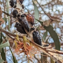 Delias harpalyce at Acton, ACT - 3 Nov 2023 11:02 AM