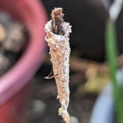 Lepidoscia (genus) IMMATURE at Page, ACT - 2 Nov 2023