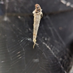 Conoeca or Lepidoscia (genera) IMMATURE at Page, ACT - 2 Nov 2023