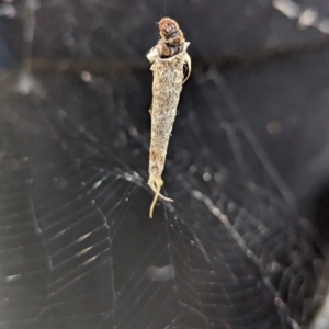 Conoeca or Lepidoscia (genera) IMMATURE at Page, ACT - 2 Nov 2023