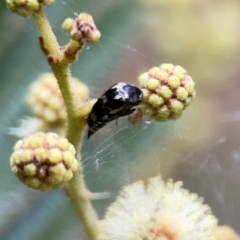 Hoshihananomia leucosticta (Pintail or Tumbling flower beetle) at Mount Ainslie - 3 Nov 2023 by Hejor1