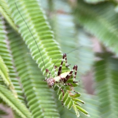 Caedicia simplex (Common Garden Katydid) at Mount Ainslie - 3 Nov 2023 by Hejor1