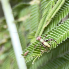 Caedicia simplex at Ainslie, ACT - 3 Nov 2023