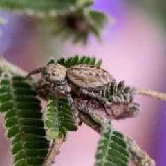 Opisthoncus sp. (genus) (Opisthoncus jumping spider) at Ainslie, ACT - 3 Nov 2023 by Hejor1