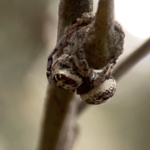 Opisthoncus serratofasciatus at Ainslie, ACT - 3 Nov 2023 05:05 PM