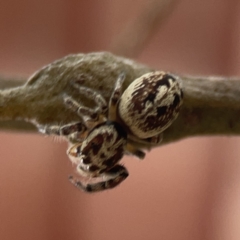 Opisthoncus serratofasciatus at Ainslie, ACT - 3 Nov 2023