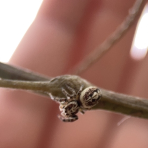 Opisthoncus serratofasciatus at Ainslie, ACT - 3 Nov 2023 05:05 PM