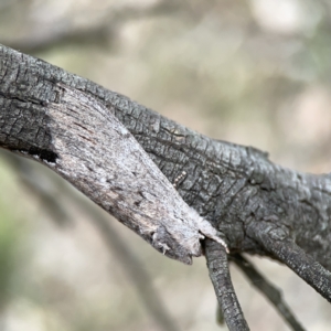 Destolmia lineata at Ainslie, ACT - 3 Nov 2023 05:12 PM