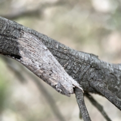 Destolmia lineata (Streaked Notodontid Moth) at Mount Ainslie - 3 Nov 2023 by Hejor1